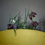 the_green-gallery-myriam-balay-photography_My fragile fritillary
