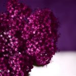 the_green-gallery-myriam-balay-photography_purple