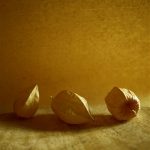 the_green-gallery-myriam-balay-photography_Gold Physalis n°5