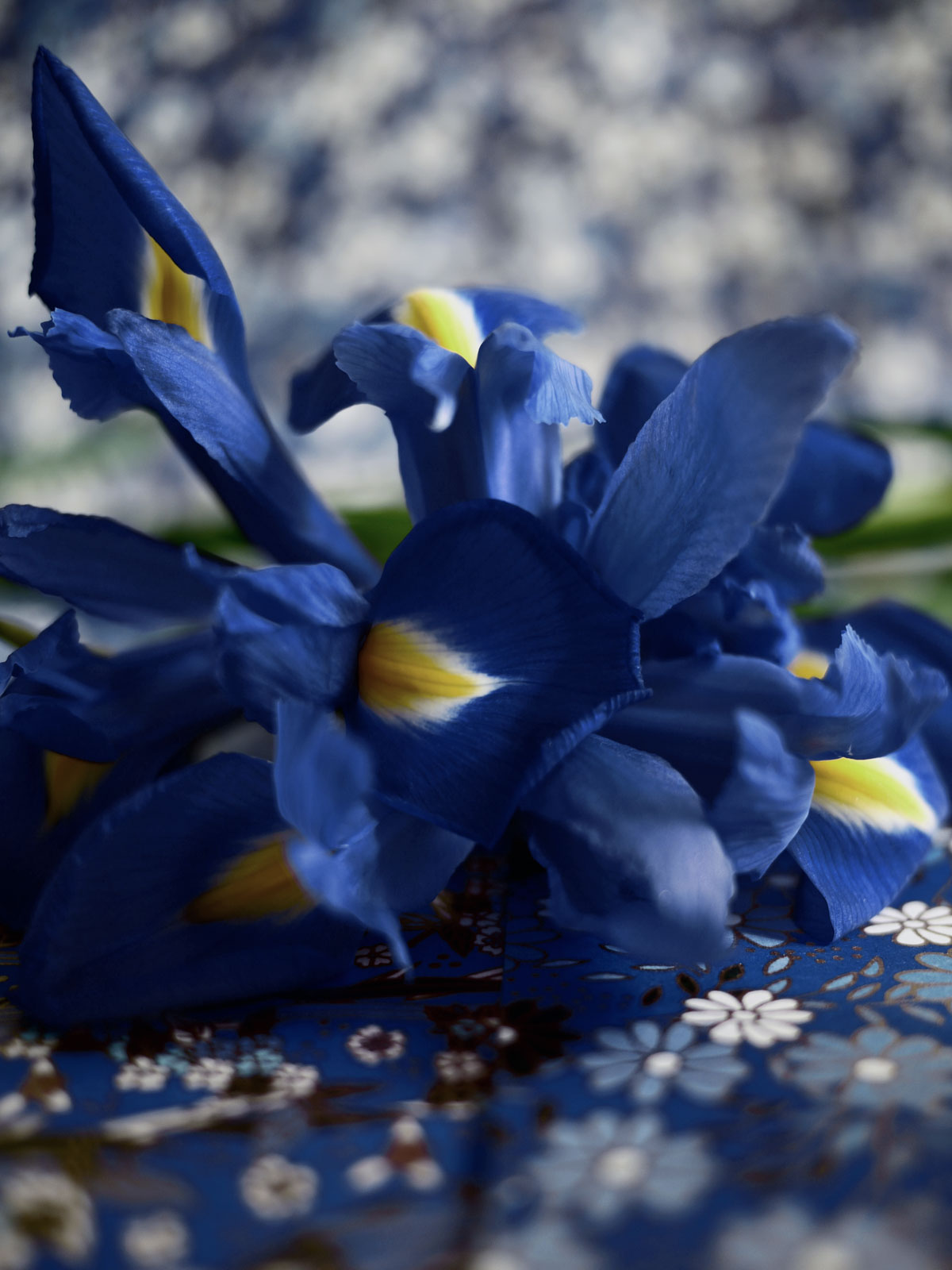 Myriam Balaÿ @myriambalay - Iris - The Green Gallery n°6 - The blue Iris - Trendstory