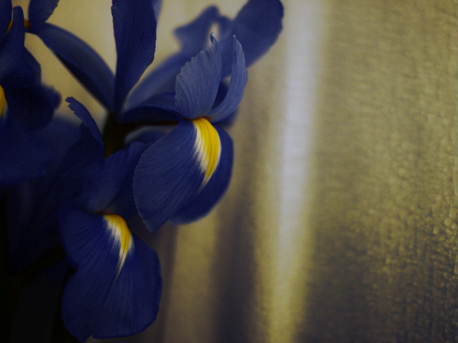 Myriam Balaÿ @myriambalay - Iris - The Green Gallery n°6 - The blue Iris - Trendstory