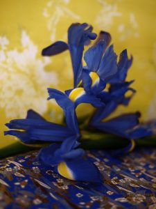 The Blue Iris - The Green Gallery (n°6)