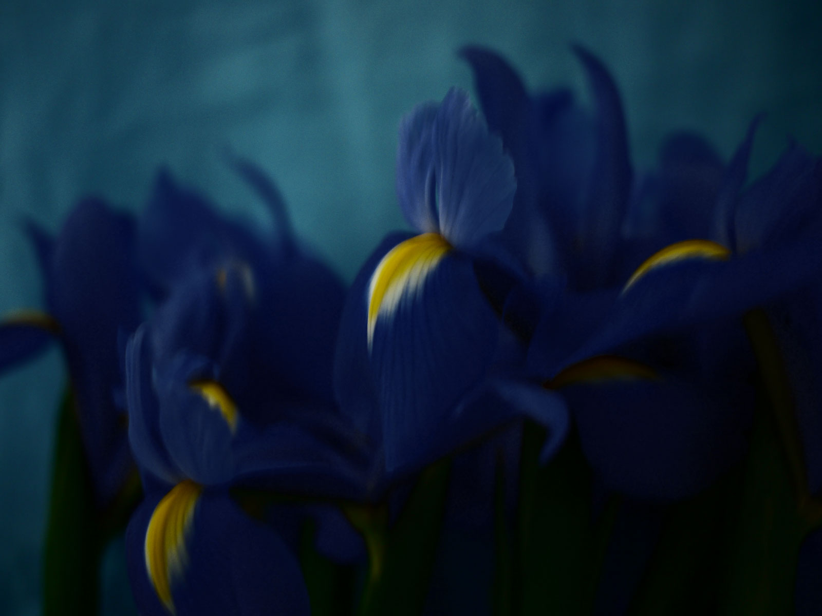 Myriam Balaÿ @myriambalay - Iris - The Green Gallery n°6 - The blue Iris - Trendstory