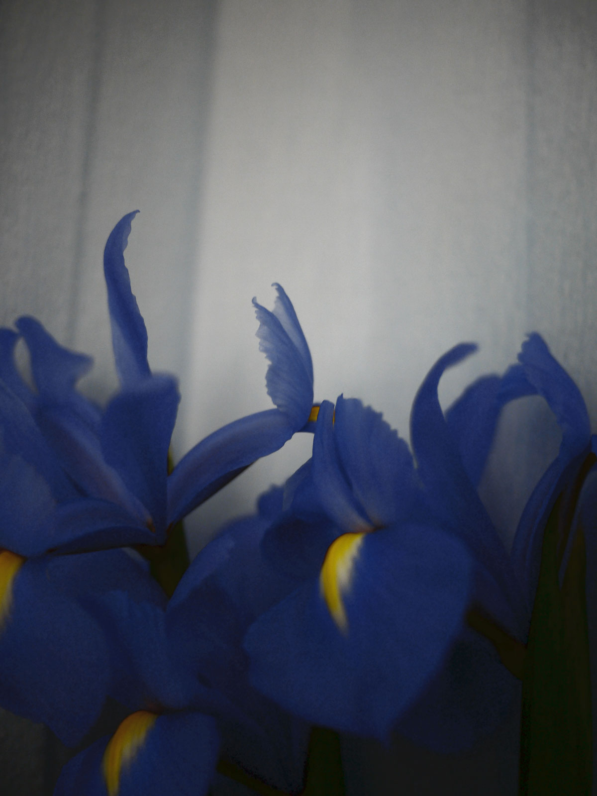 Myriam Balaÿ @myriambalay - Iris - The Green Gallery n°6 - The blue Iris - Trendstory