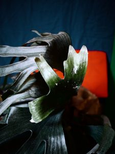 Staghorn fern (Platycerium) - The Green Gallery (n°12)