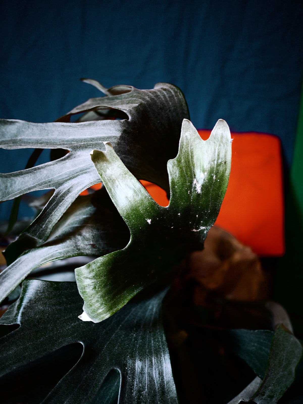 Myriam Balaÿ @myriambalay - Platycerium - The Green Gallery n°12 - Green Sanctuary - cahier de Tendance - Trendstory