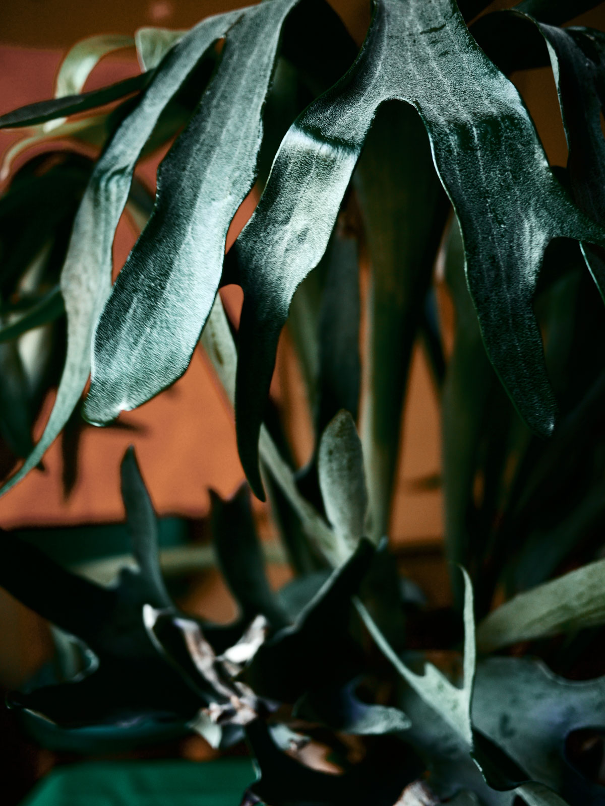 Myriam Balaÿ @myriambalay - Platycerium - The Green Gallery n°12 - Green Sanctuary - cahier de Tendance - Trendstory