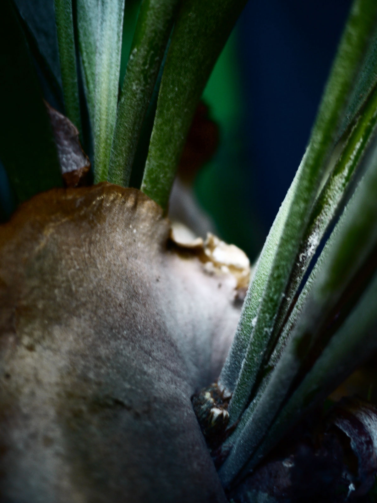 Myriam Balaÿ @myriambalay - Platycerium - The Green Gallery n°12 - Green Sanctuary - cahier de Tendance - Trendstory