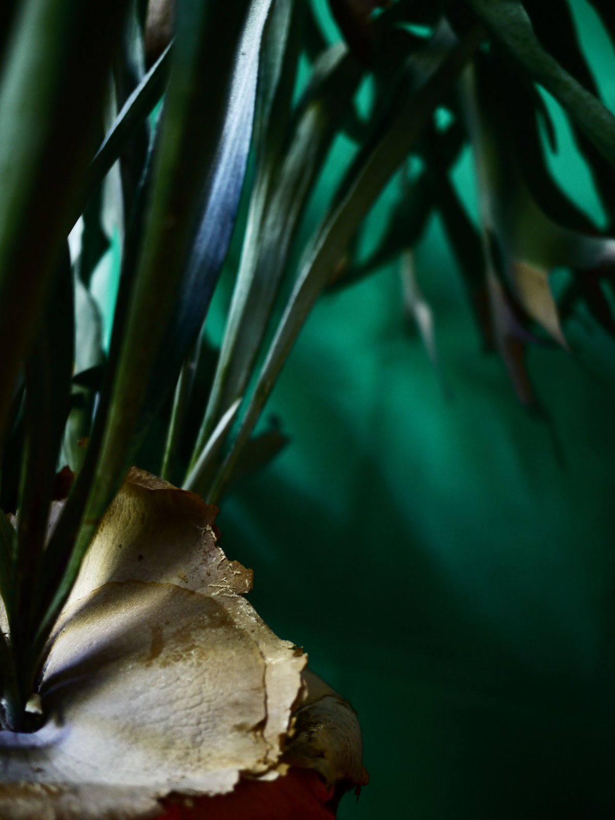 Myriam Balaÿ @myriambalay - Platycerium - The Green Gallery n°12 - Green Sanctuary - cahier de Tendance - Trendstory