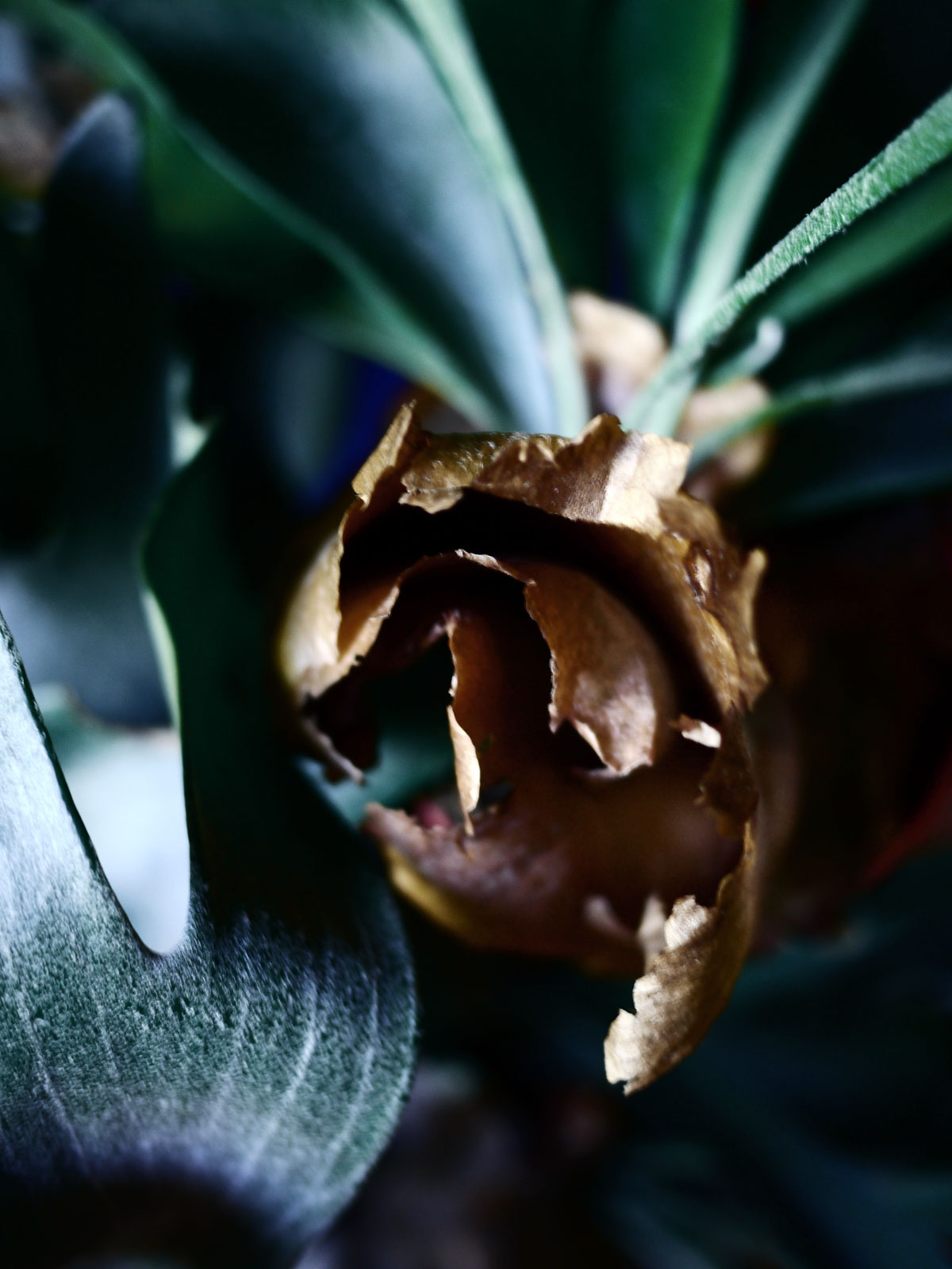 Myriam Balaÿ @myriambalay - Platycerium - The Green Gallery n°12 - Green Sanctuary - cahier de Tendance - Trendstory