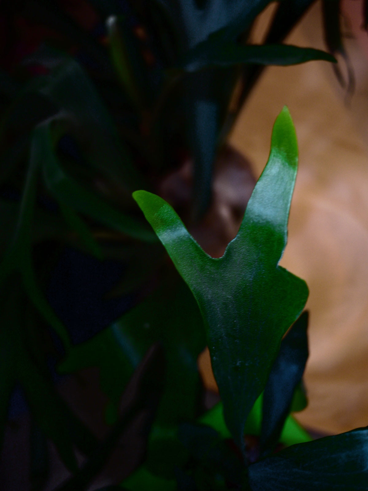 Myriam Balaÿ @myriambalay - Platycerium - The Green Gallery n°12 - Green Sanctuary - cahier de Tendance - Trendstory