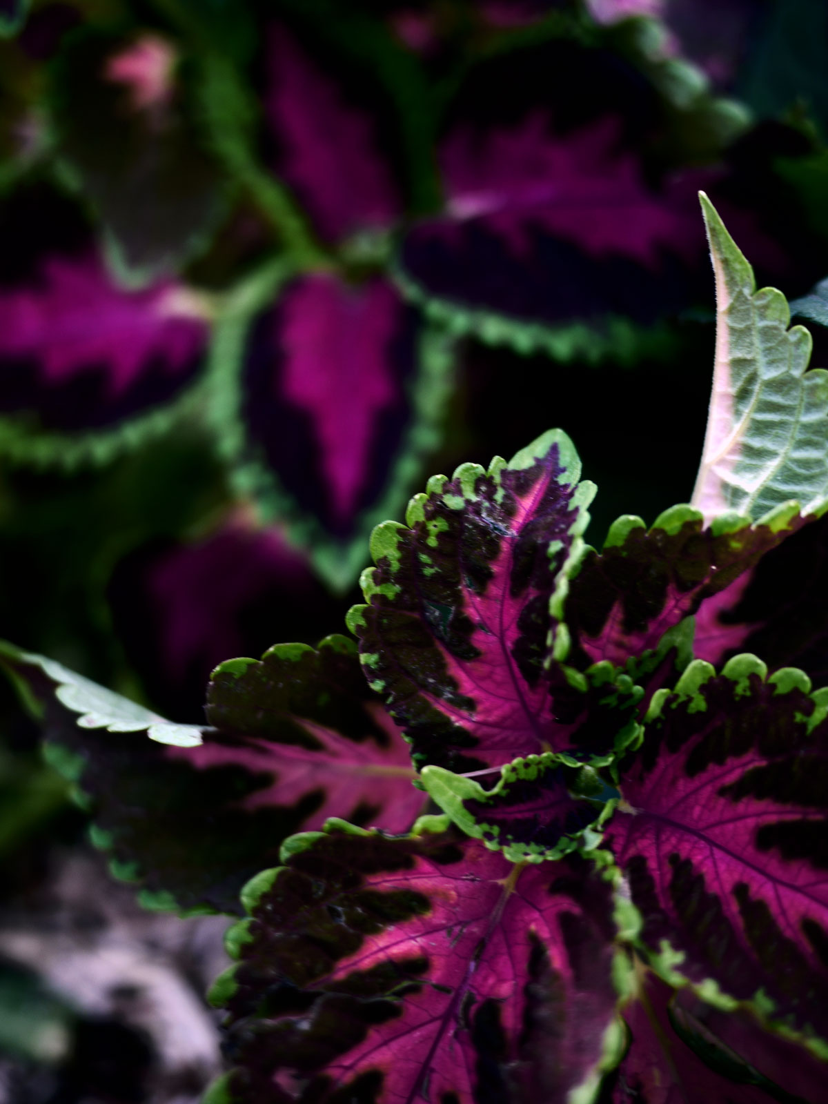 Myriam Balaÿ @myriambalay - Purple - The Green Gallery n°4 - Plants - Trendstory