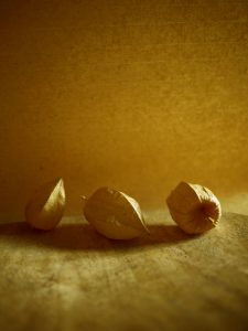 Gold Physalis - The Green Gallery (n°5)