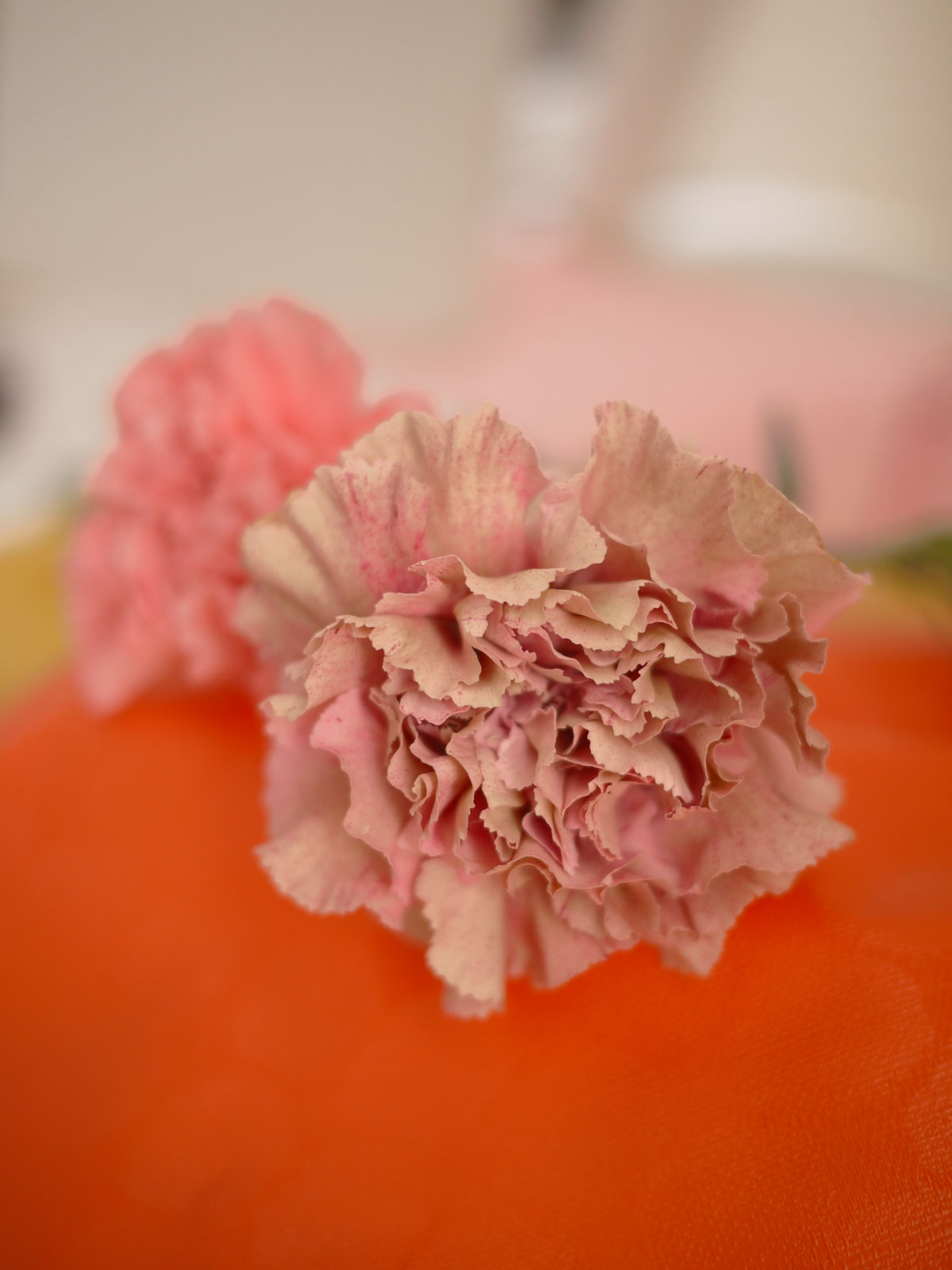 Myriam Balaÿ @myriambalay - Carnation - The Green Gallery n°10 - Flora - Trendstory