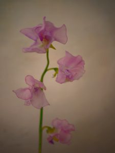 The charming Lathyrus - The Green Gallery (n°7)