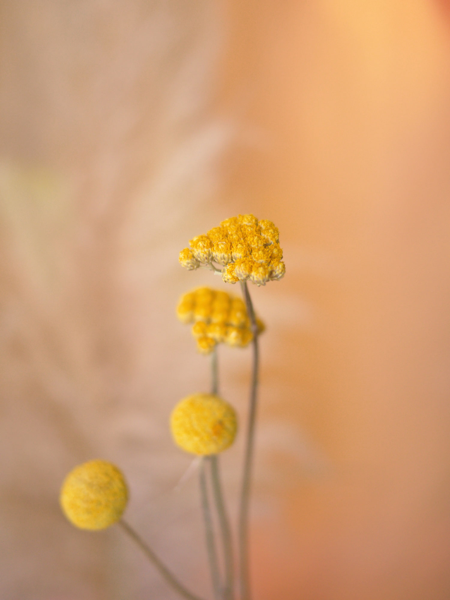 Myriam Balaÿ @myriambalay - Ethereal - The Green Gallery n°14 - Floral enlightment - Trendstory