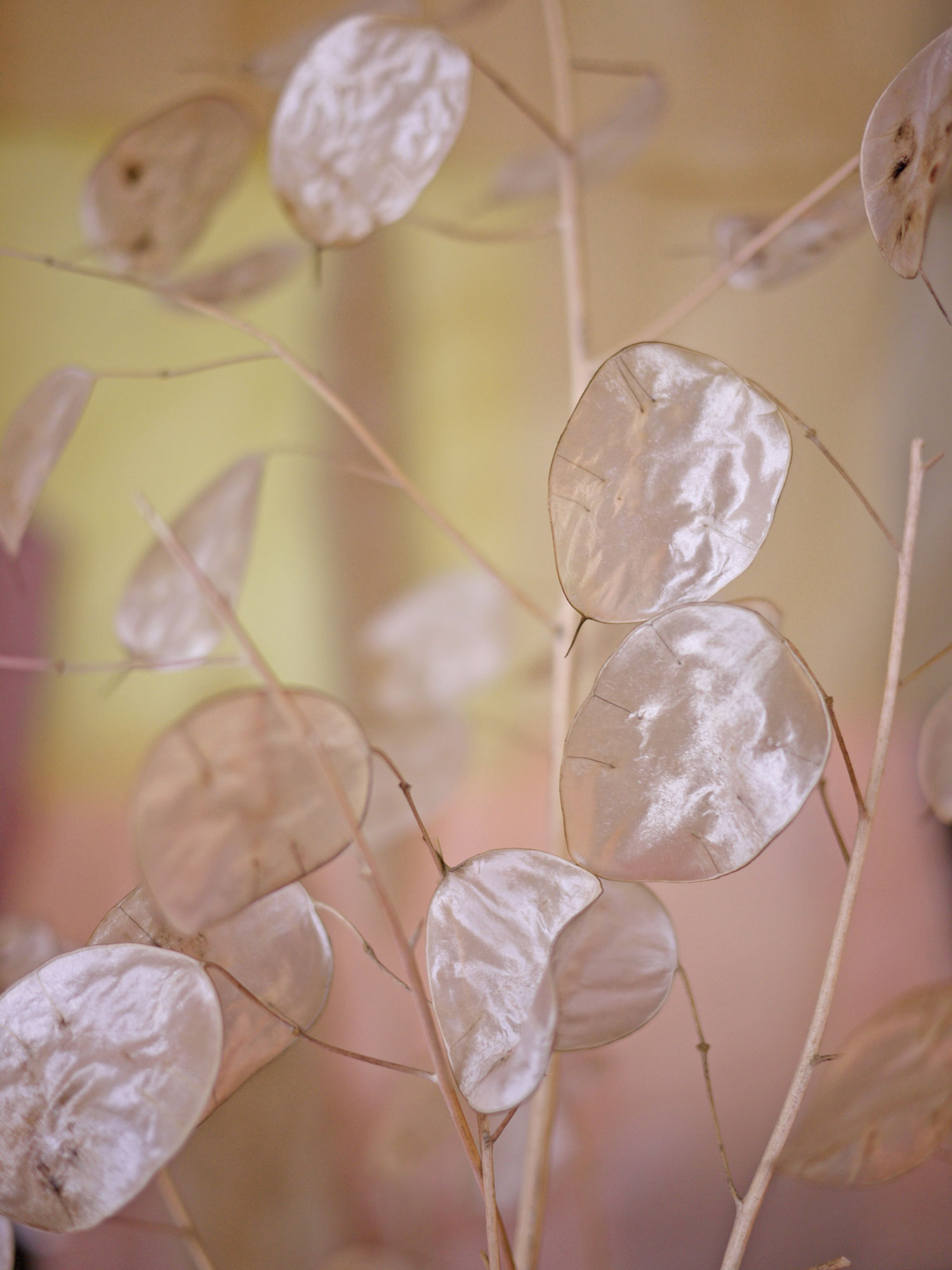 Myriam Balaÿ @myriambalay - Ethereal - The Green Gallery n°14 - Floral enlightment - Trendstory