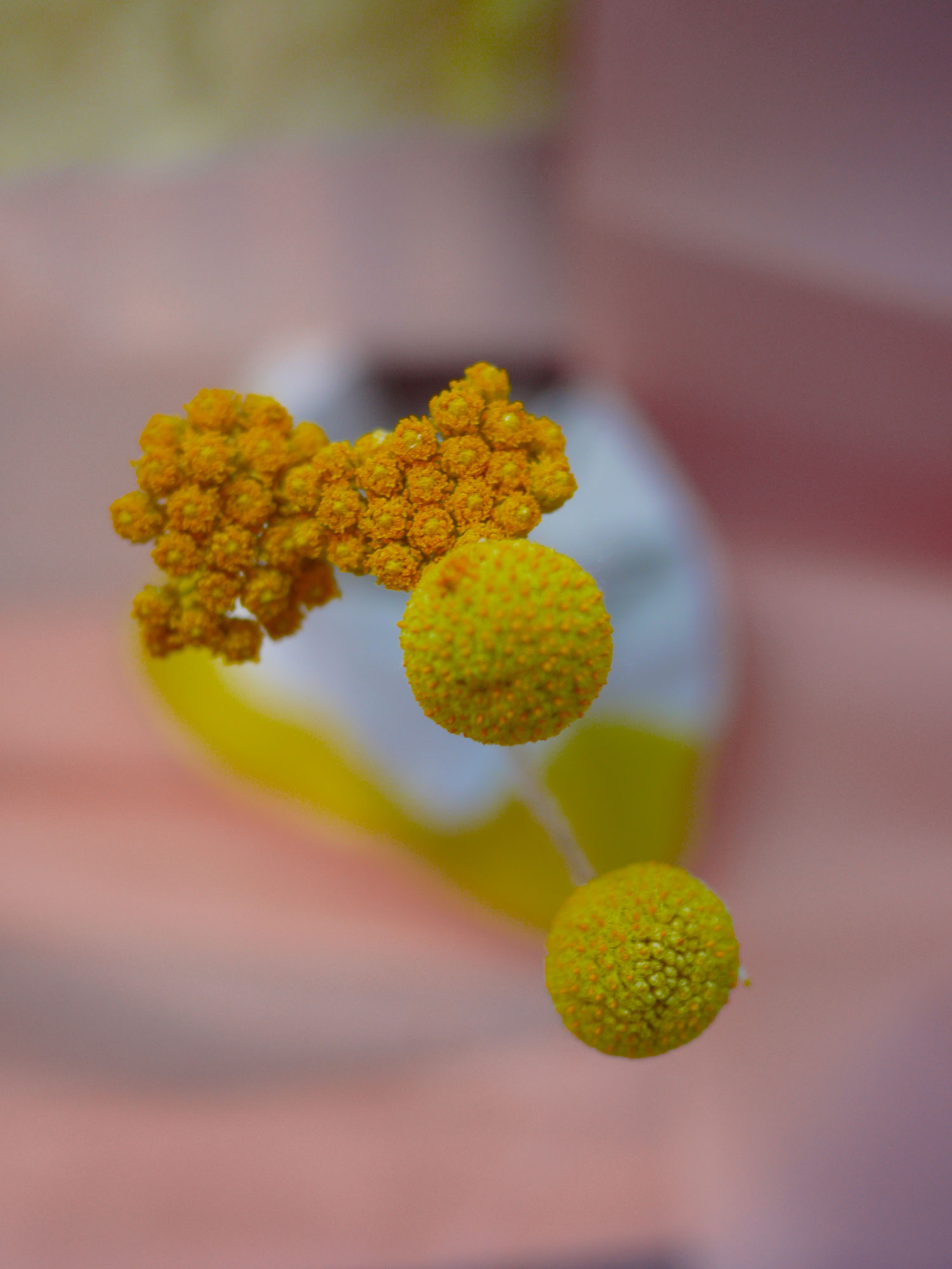 Myriam Balaÿ @myriambalay - Ethereal - The Green Gallery n°14 - Floral enlightment - Trendstory