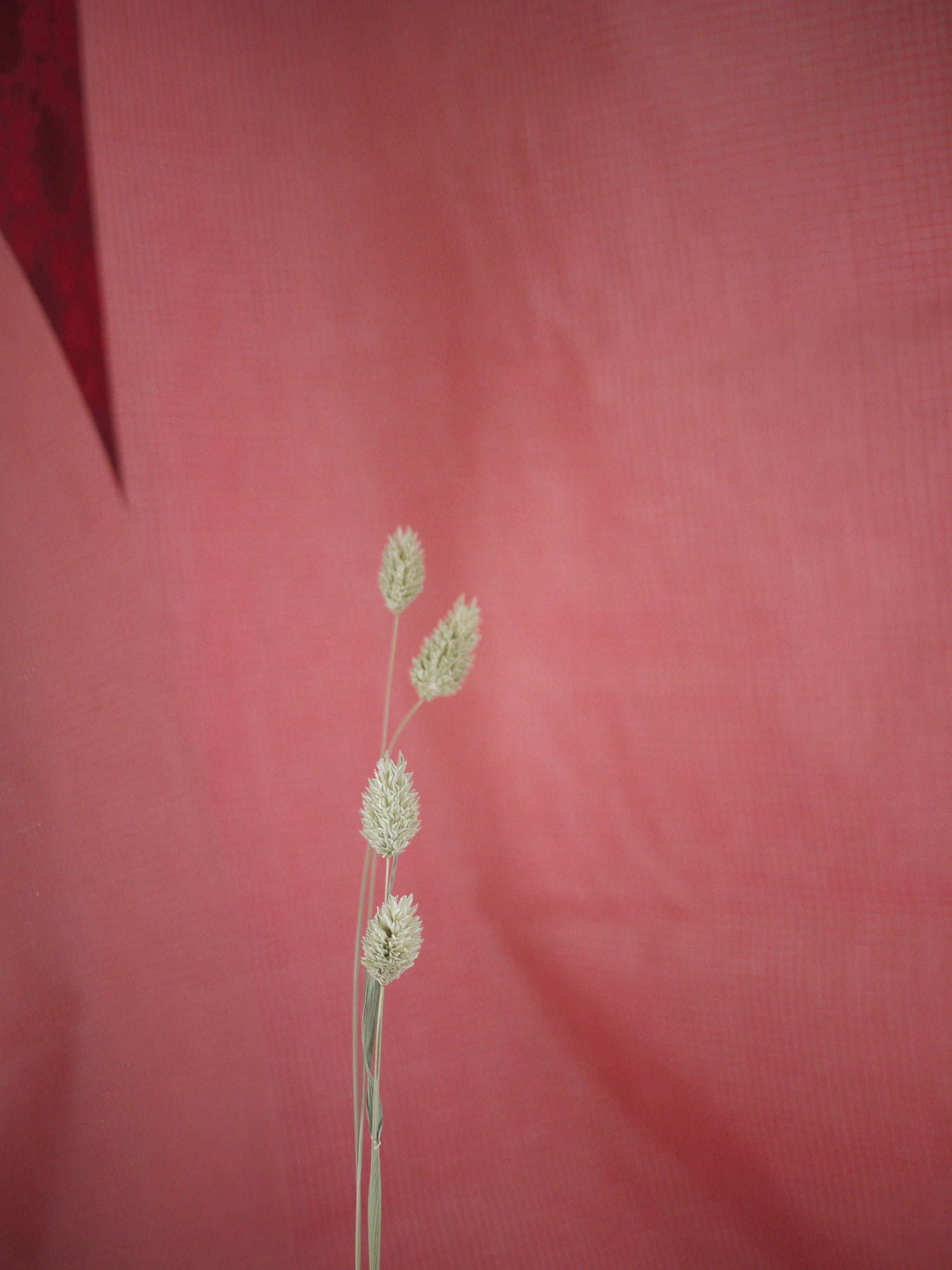 Myriam Balaÿ @myriambalay - Ethereal - The Green Gallery n°14 - Floral enlightment - Trendstory