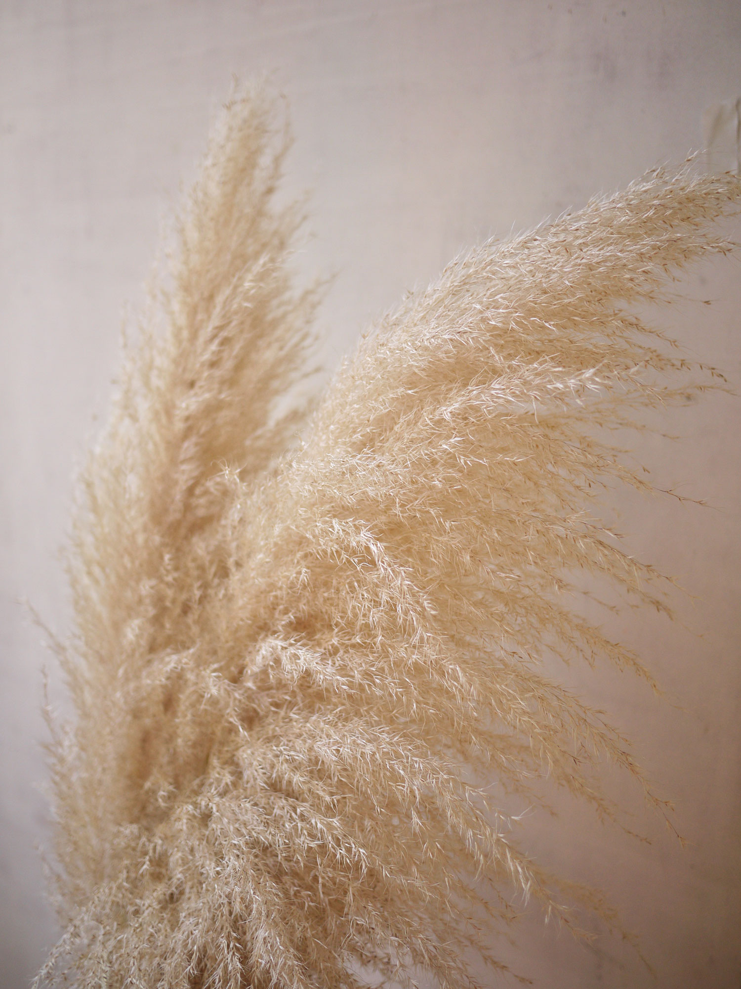 Myriam Balaÿ @myriambalay - Ethereal - The Green Gallery n°14 - Floral enlightment - Trendstory