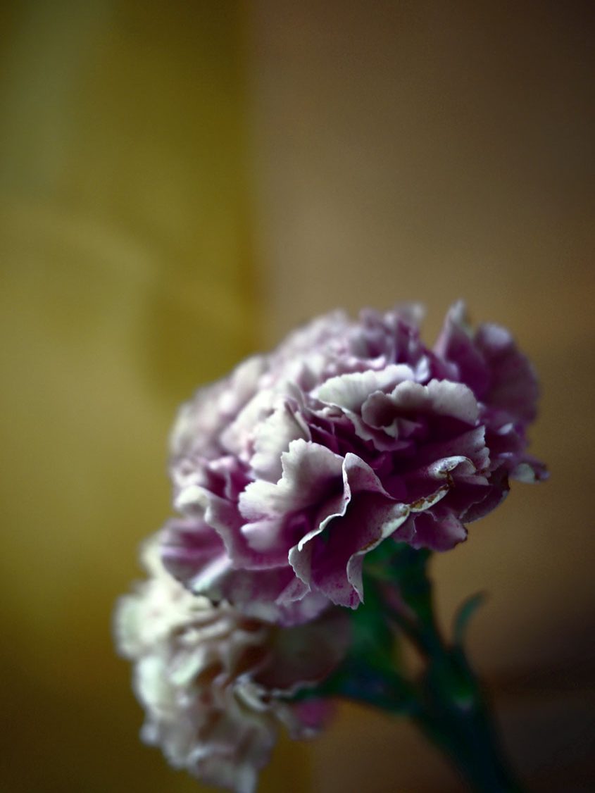 Myriam Balaÿ @myriambalay - Carnation - The Green Gallery n°10 - Flora - Trendstory