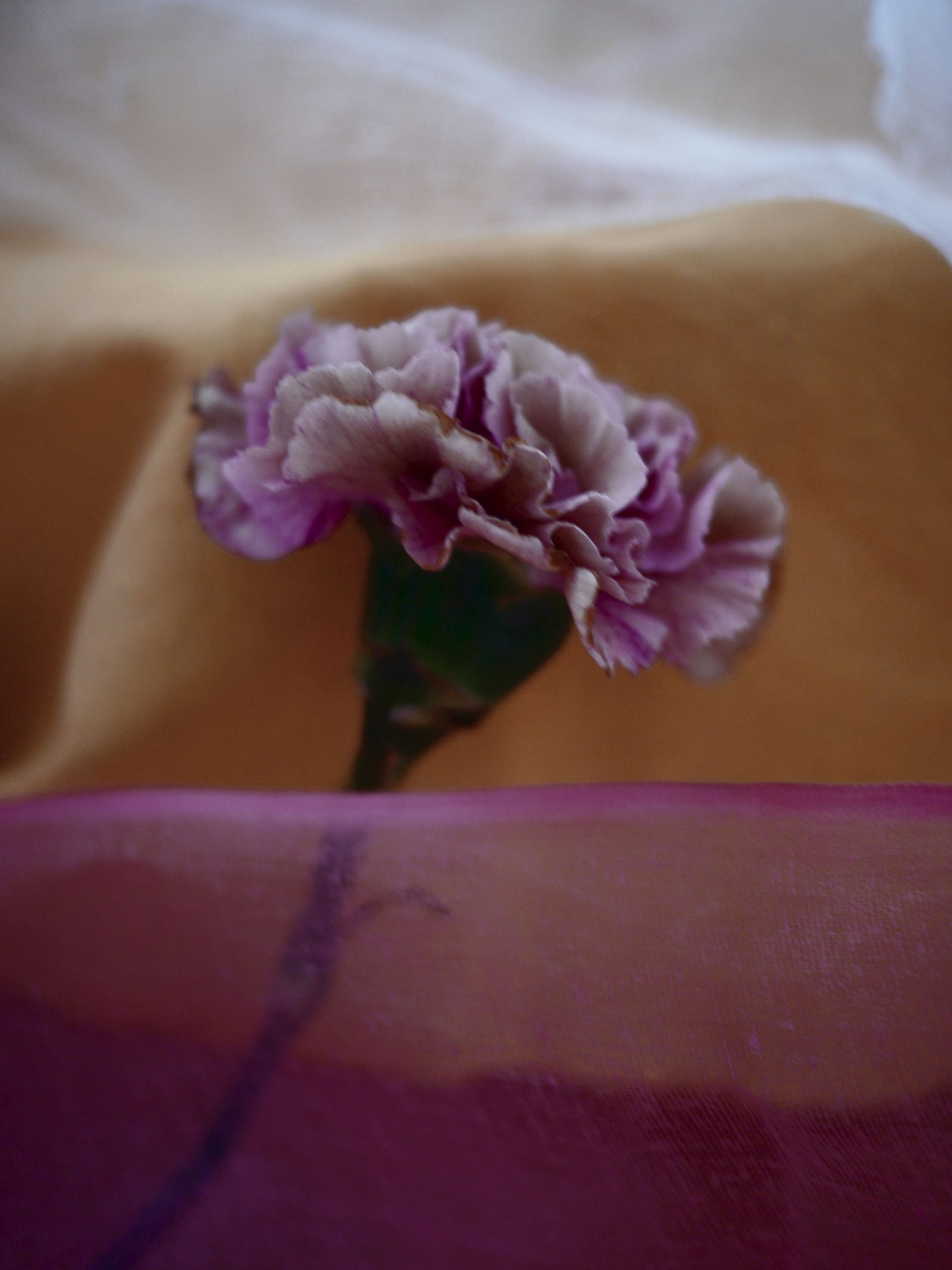 Myriam Balaÿ @myriambalay - Carnation - The Green Gallery n°10 - Flora - Trendstory