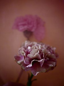 Carnation - The Green Gallery (n°10)