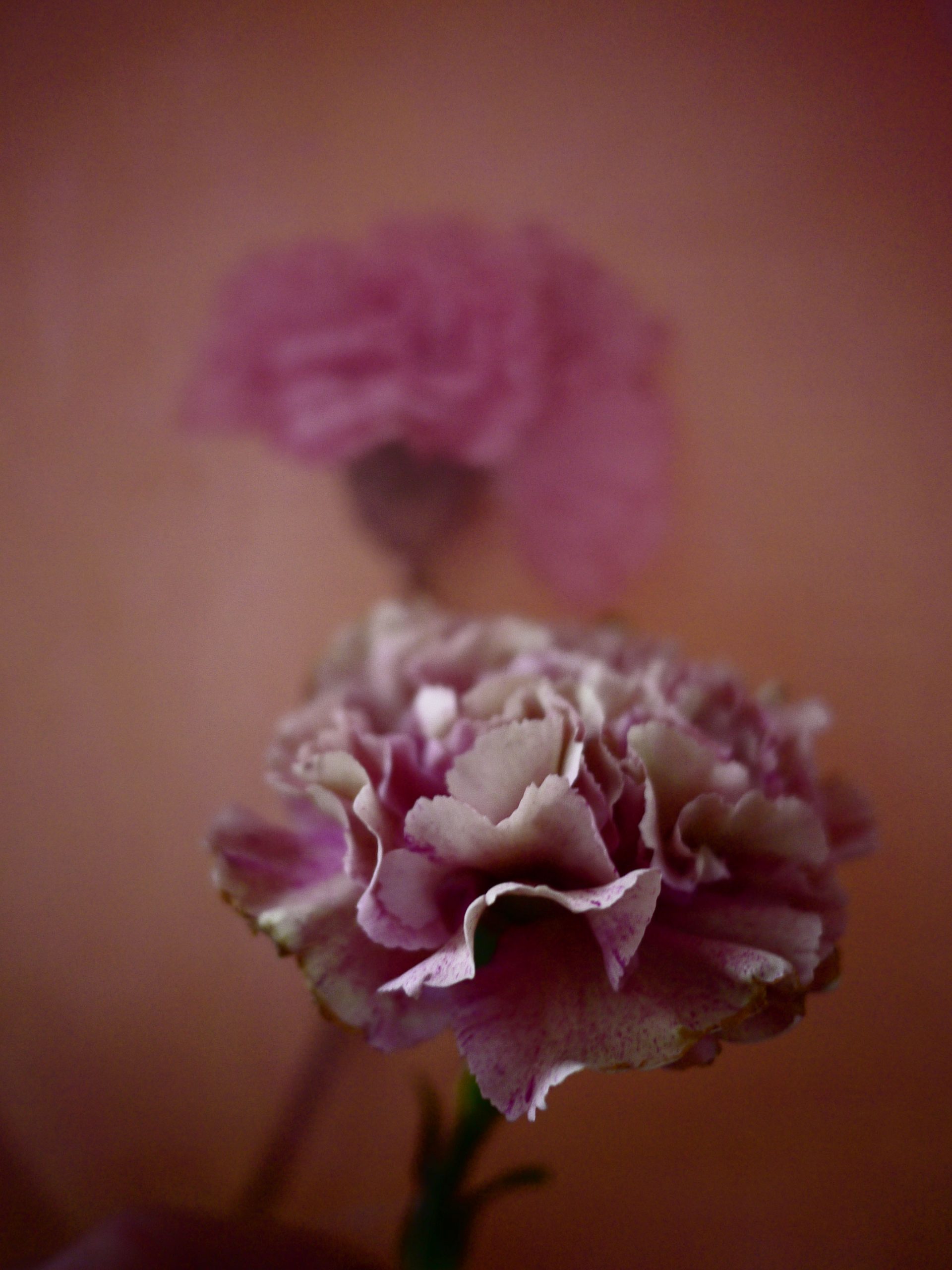 Myriam Balaÿ @myriambalay - Carnation - The Green Gallery n°10 - Flora - Trendstory