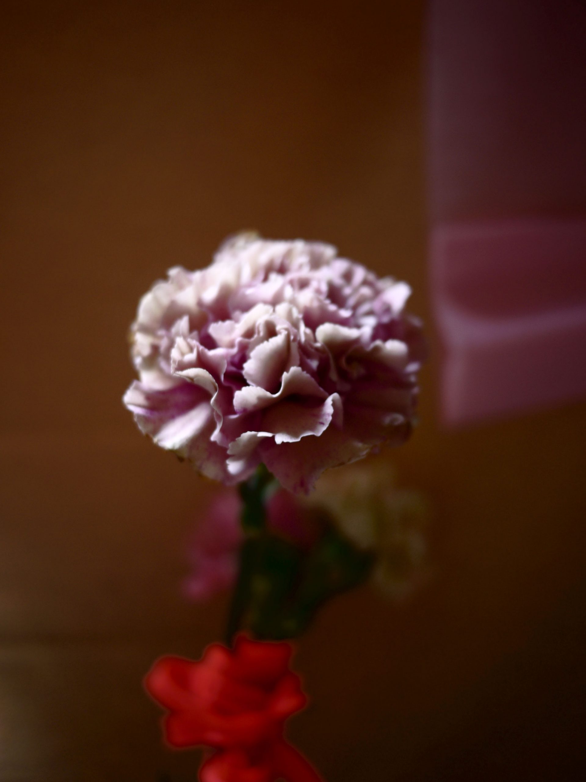 Myriam Balaÿ @myriambalay - Carnation - The Green Gallery n°10 - Flora - Trendstory