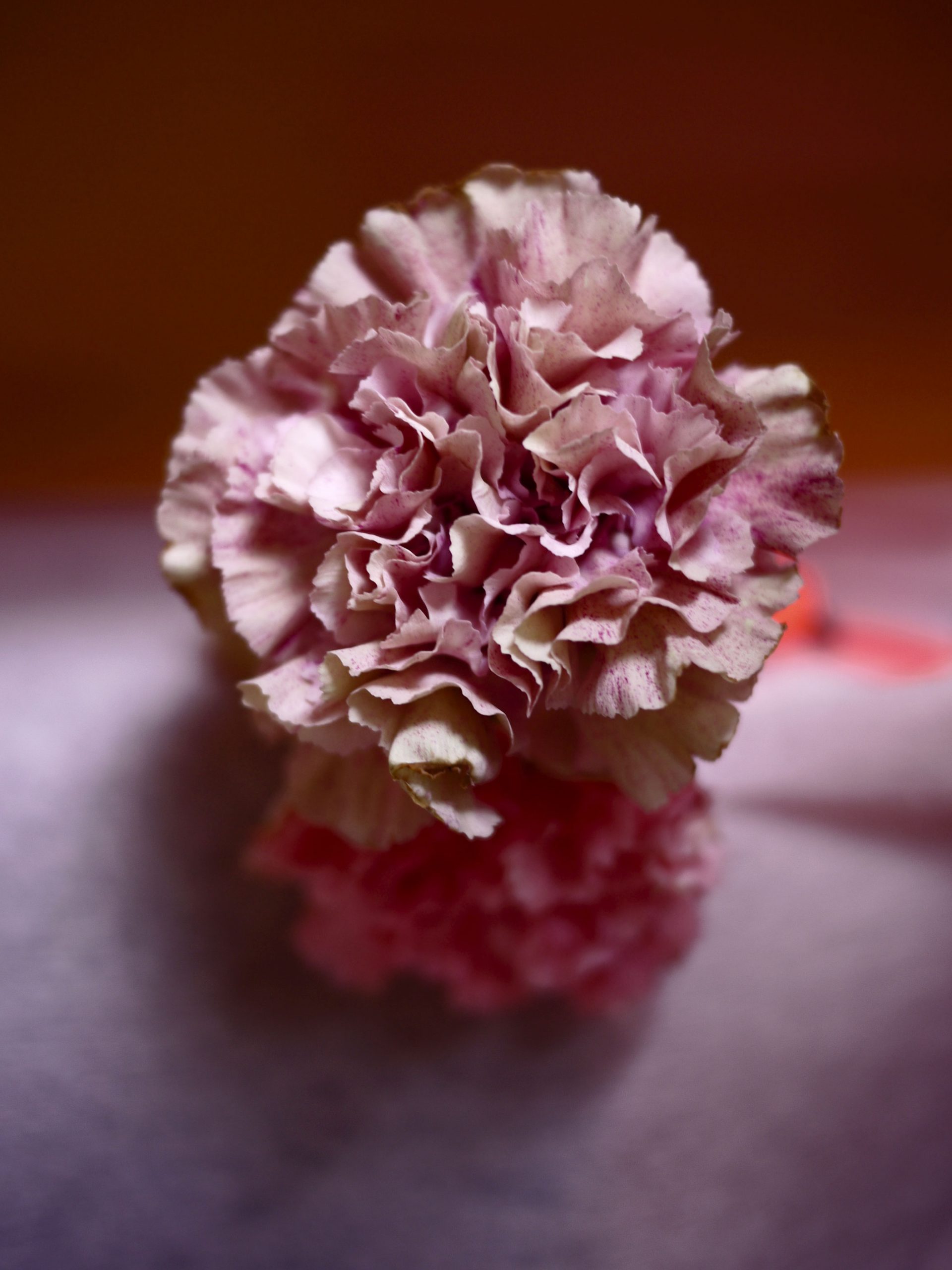 Myriam Balaÿ @myriambalay - Carnation - The Green Gallery n°10 - Flora - Trendstory