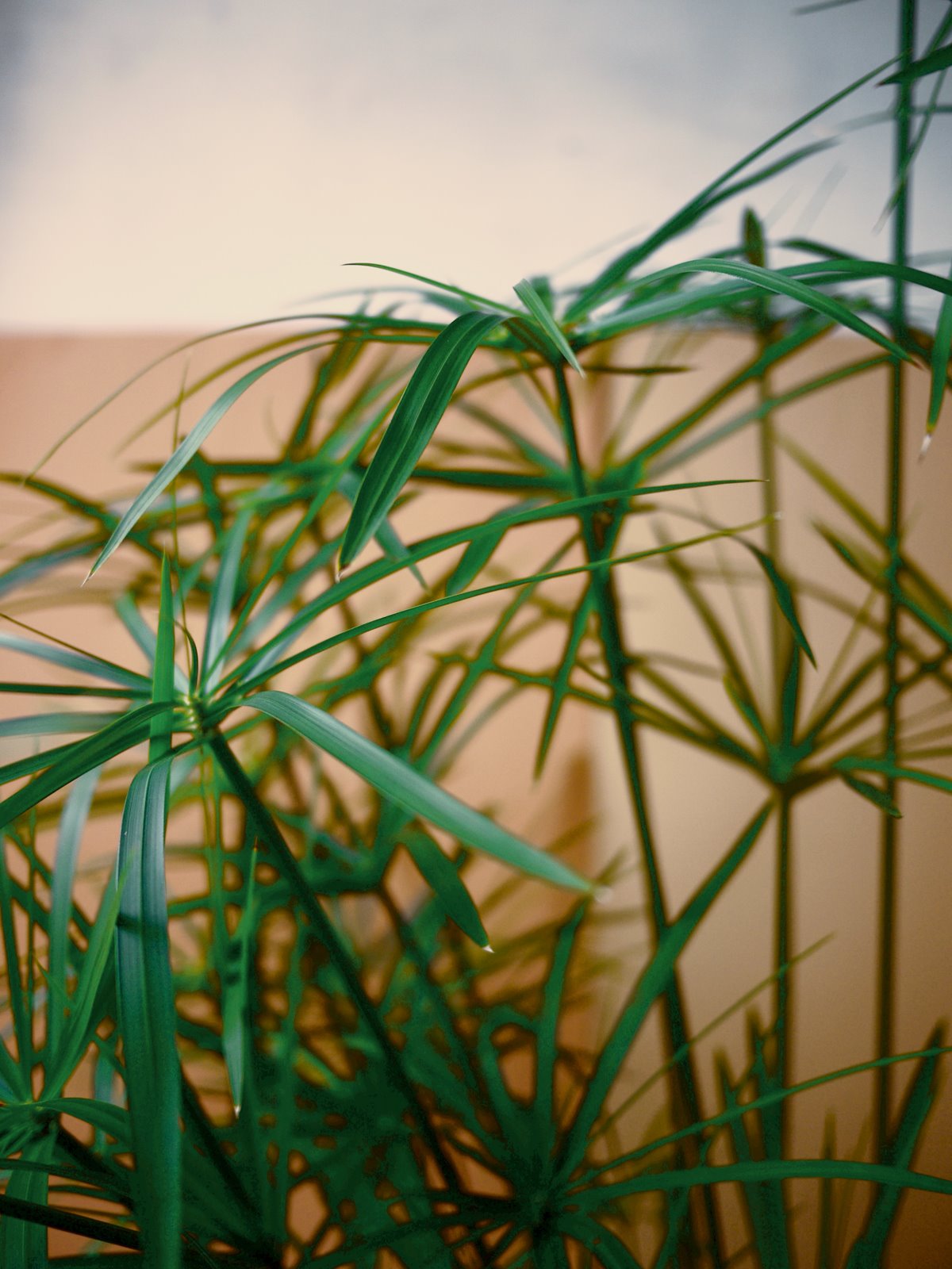 Myriam Balaÿ @myriambalay - Cyperus Papyrus -The Green-gallery n°16 - Floraissance - cahier de Tendance - Trendstory