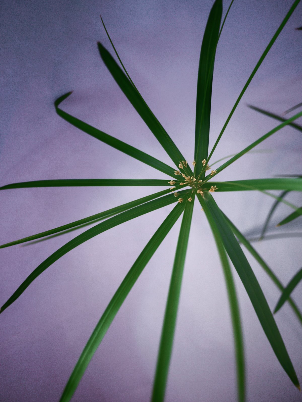 Myriam Balaÿ @myriambalay - Cyperus Papyrus -The Green-gallery n°16 - Floraissance - cahier de Tendance - Trendstory