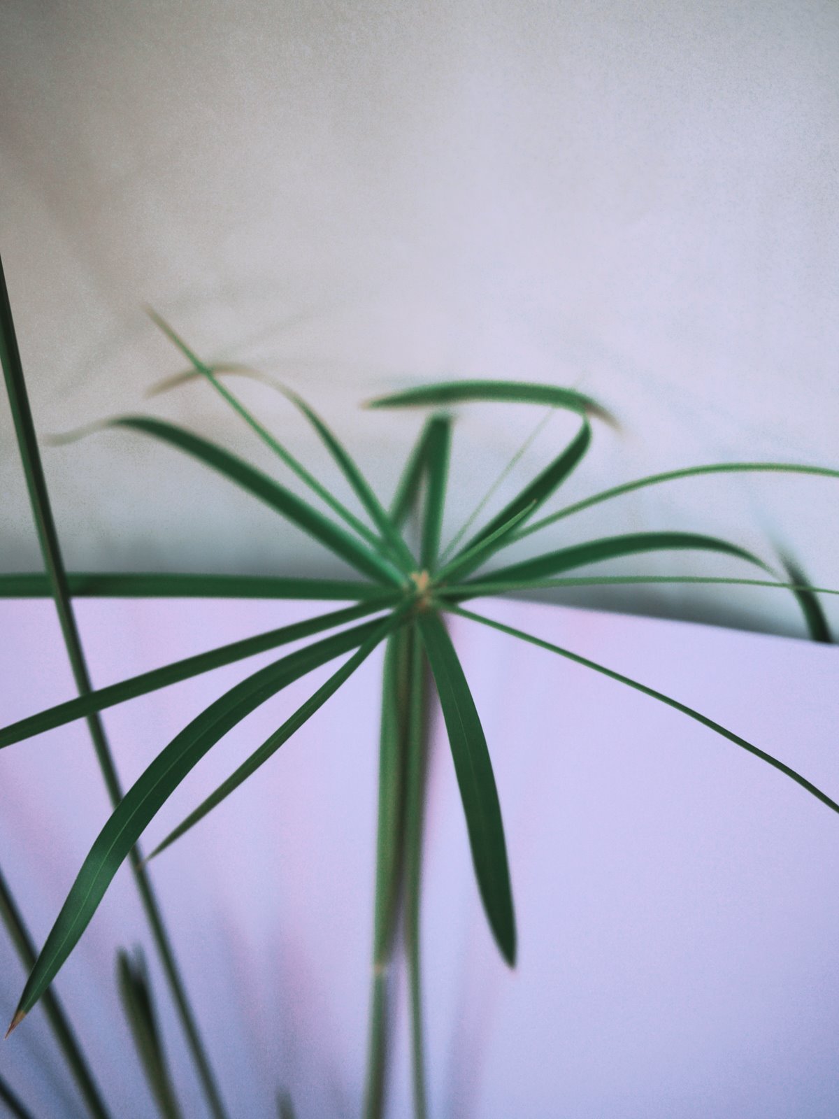 Myriam Balaÿ @myriambalay - Cyperus Papyrus -The Green-gallery n°16 - Floraissance - cahier de Tendance - Trendstory