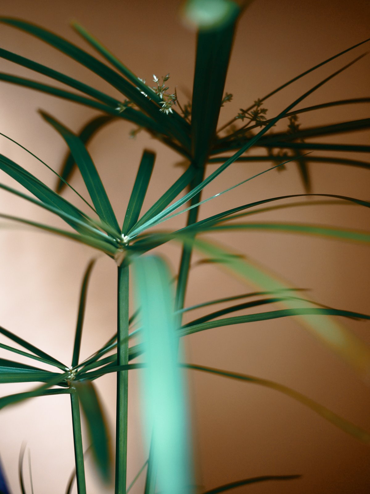 Myriam Balaÿ @myriambalay - Cyperus Papyrus -The Green-gallery n°16 - Floraissance - cahier de Tendance - Trendstory