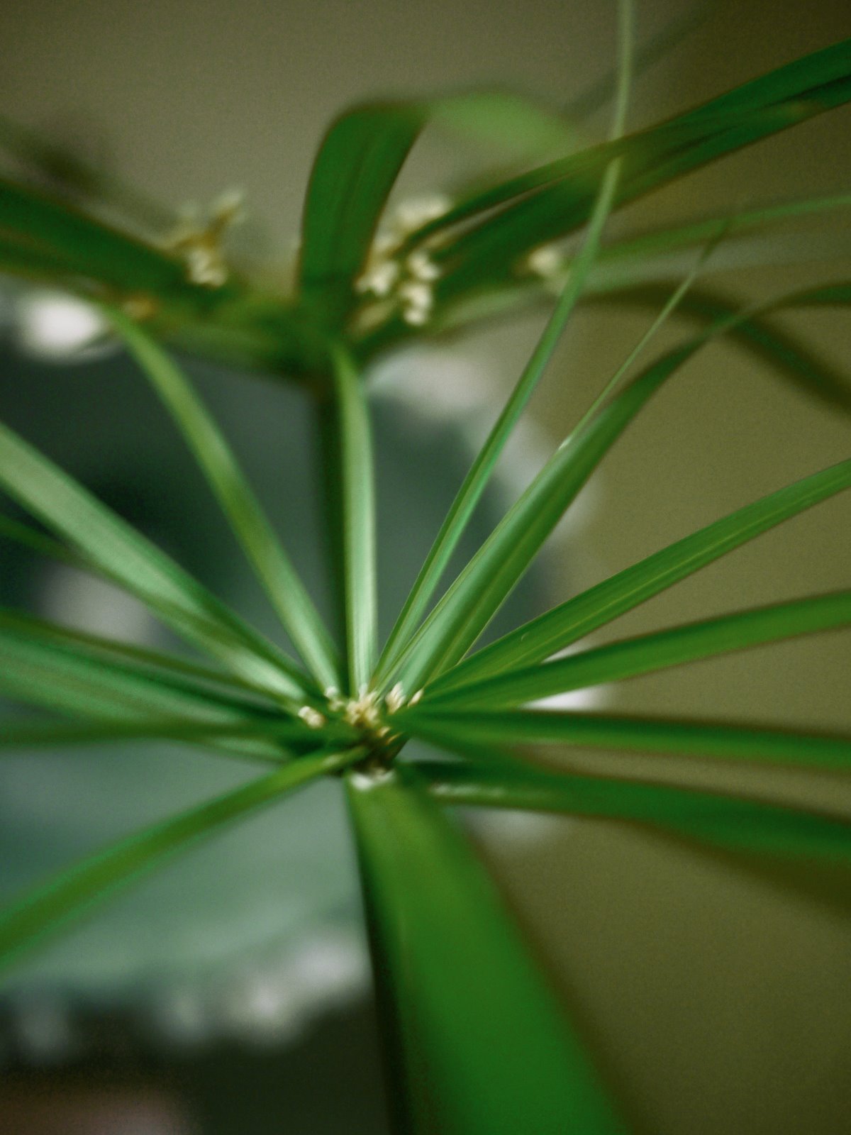 Myriam Balaÿ @myriambalay - Cyperus Papyrus -The Green-gallery n°16 - Floraissance - cahier de Tendance - Trendstory