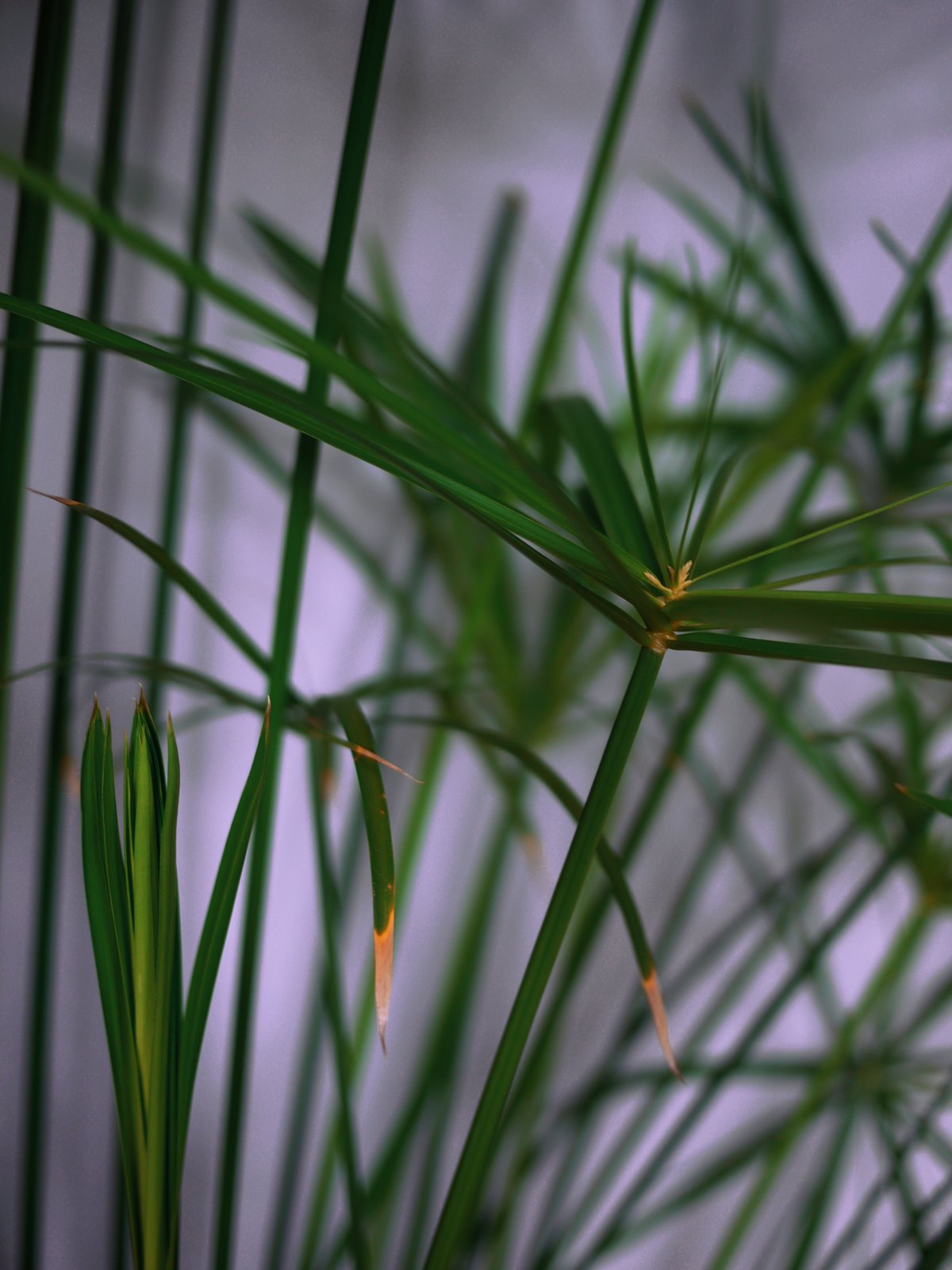 Myriam Balaÿ @myriambalay - Cyperus Papyrus -The Green-gallery n°16 - Floraissance - cahier de Tendance - Trendstory