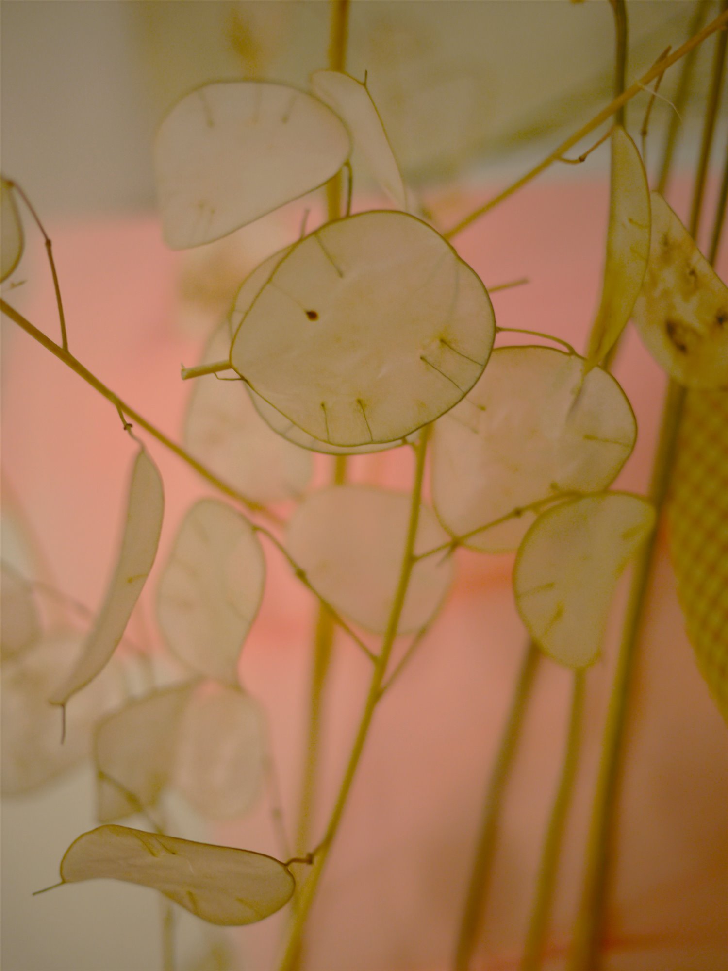 Myriam Balaÿ @myriambalay - Ethereal - The Green Gallery n°14 - Floral enlightment - Trendstory