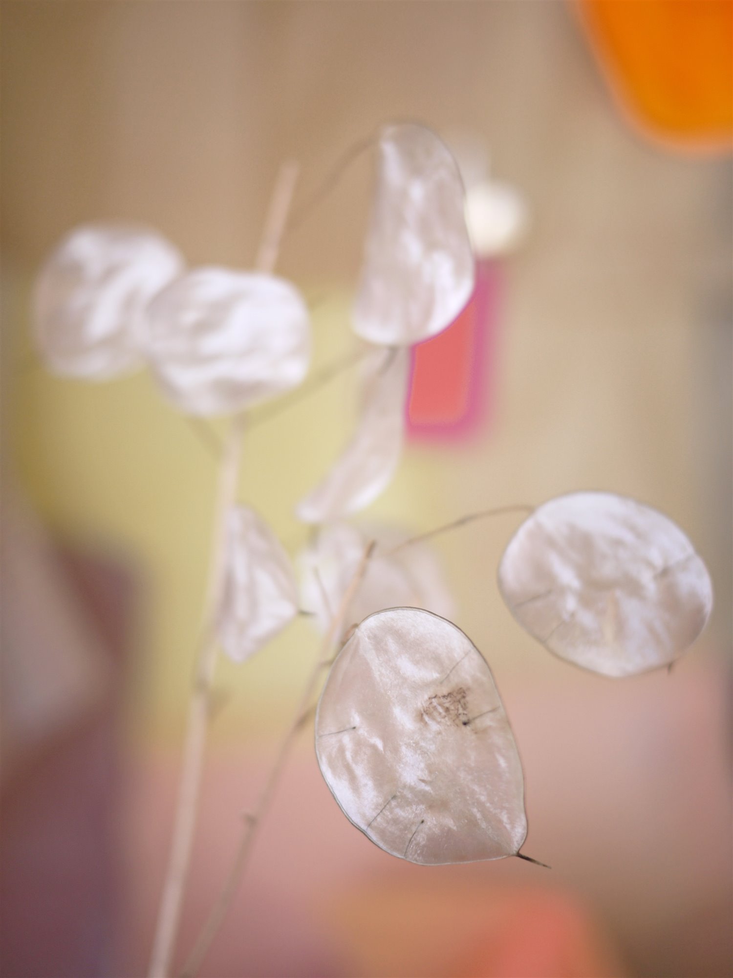 Myriam Balaÿ @myriambalay - Ethereal - The Green Gallery n°14 - Floral enlightment - Trendstory