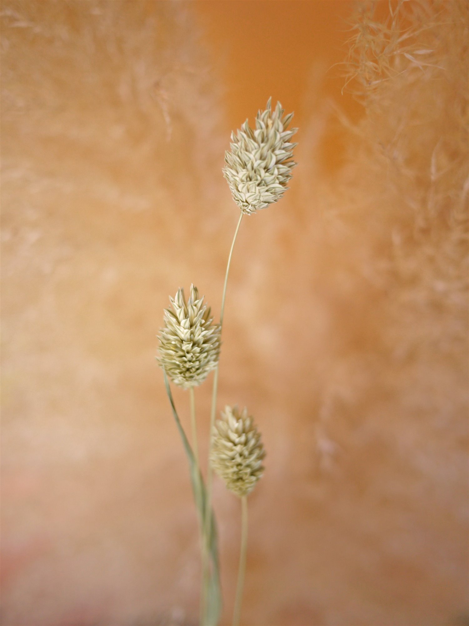 Myriam Balaÿ @myriambalay - Ethereal - The Green Gallery n°14 - Floral enlightment - Trendstory