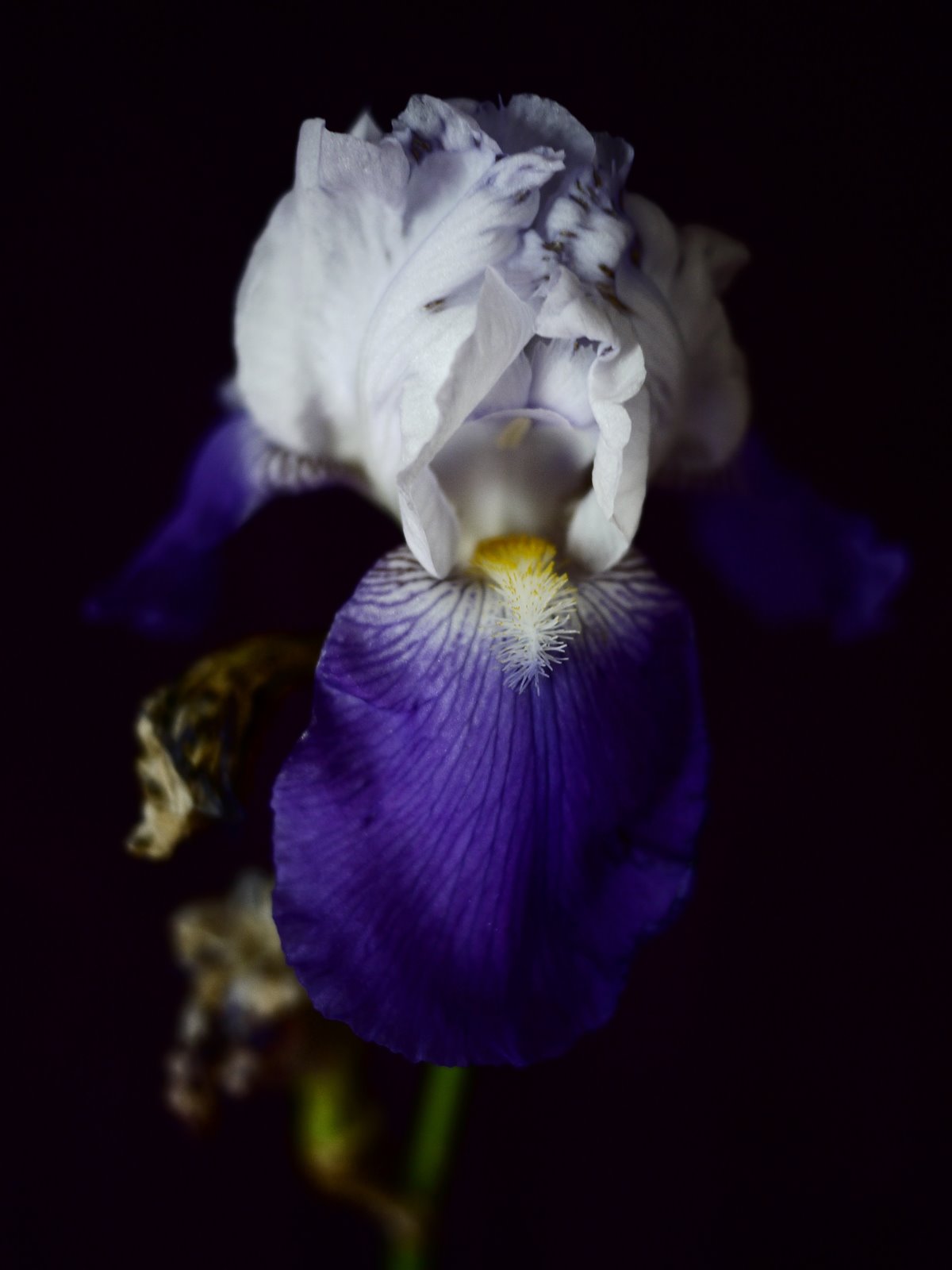 Myriam Balaÿ @myriambalay - Purple - The Green Gallery n°4 - Plants - Trendstory