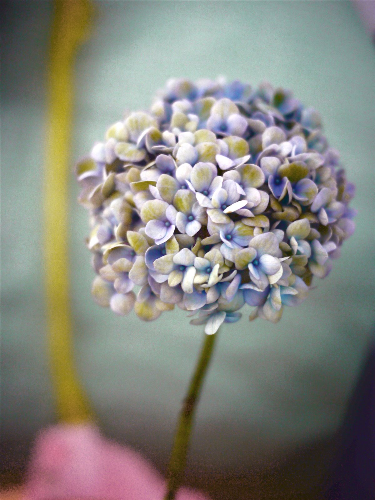 Myriam Balaÿ @myriambalay - Cerulean Hydrangea - The Green-gallery n°15 - Serenade in blue - cahier de Tendance - Trendstory