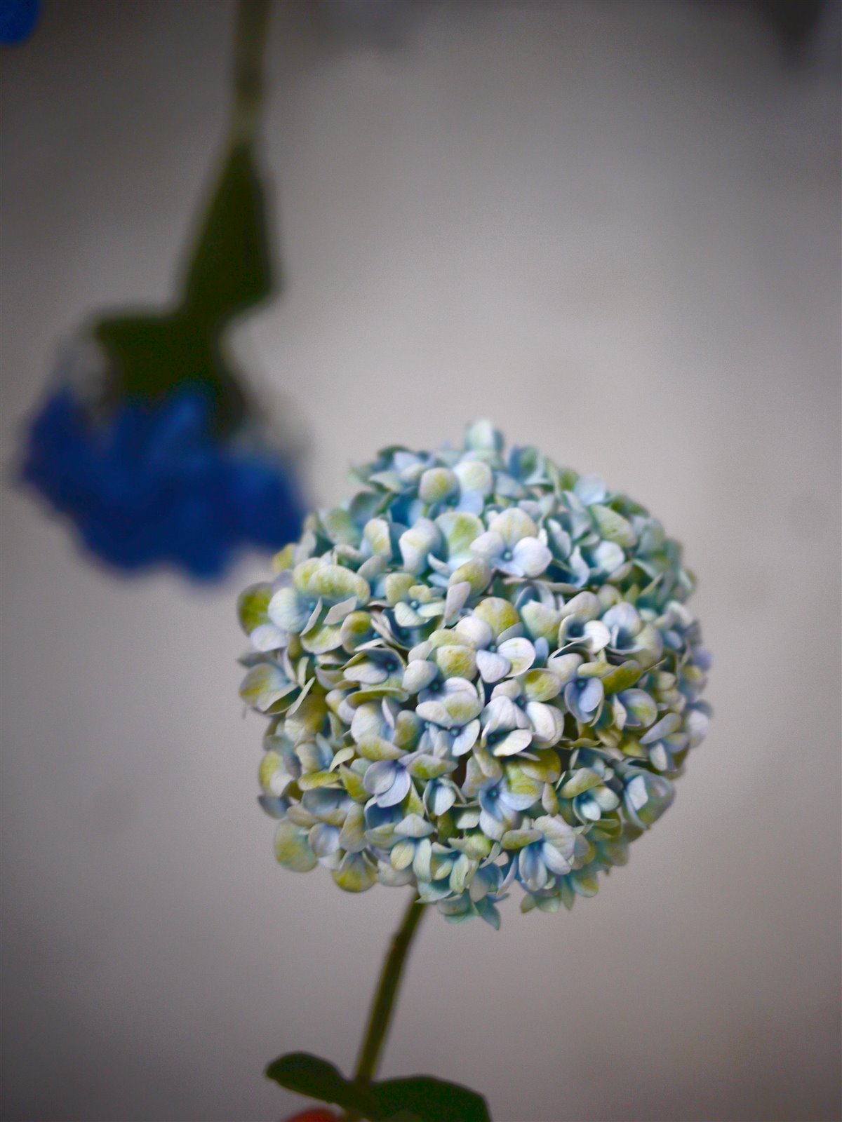 Myriam Balaÿ @myriambalay - Cerulean Hydrangea - The Green-gallery n°15 - Serenade in blue - cahier de Tendance - Trendstory