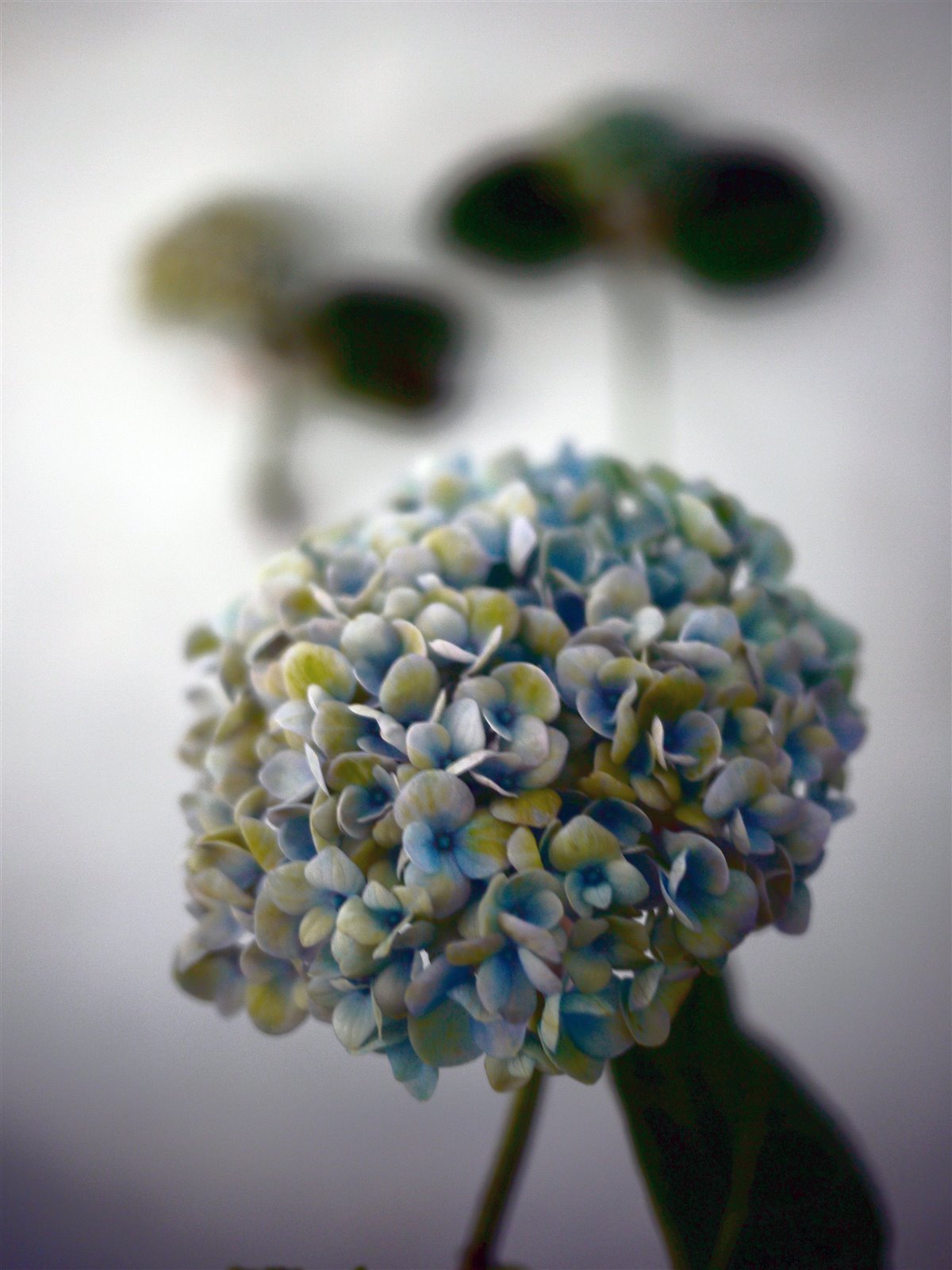 Myriam Balaÿ @myriambalay - Cerulean Hydrangea - The Green-gallery n°15 - Serenade in blue - cahier de Tendance - Trendstory