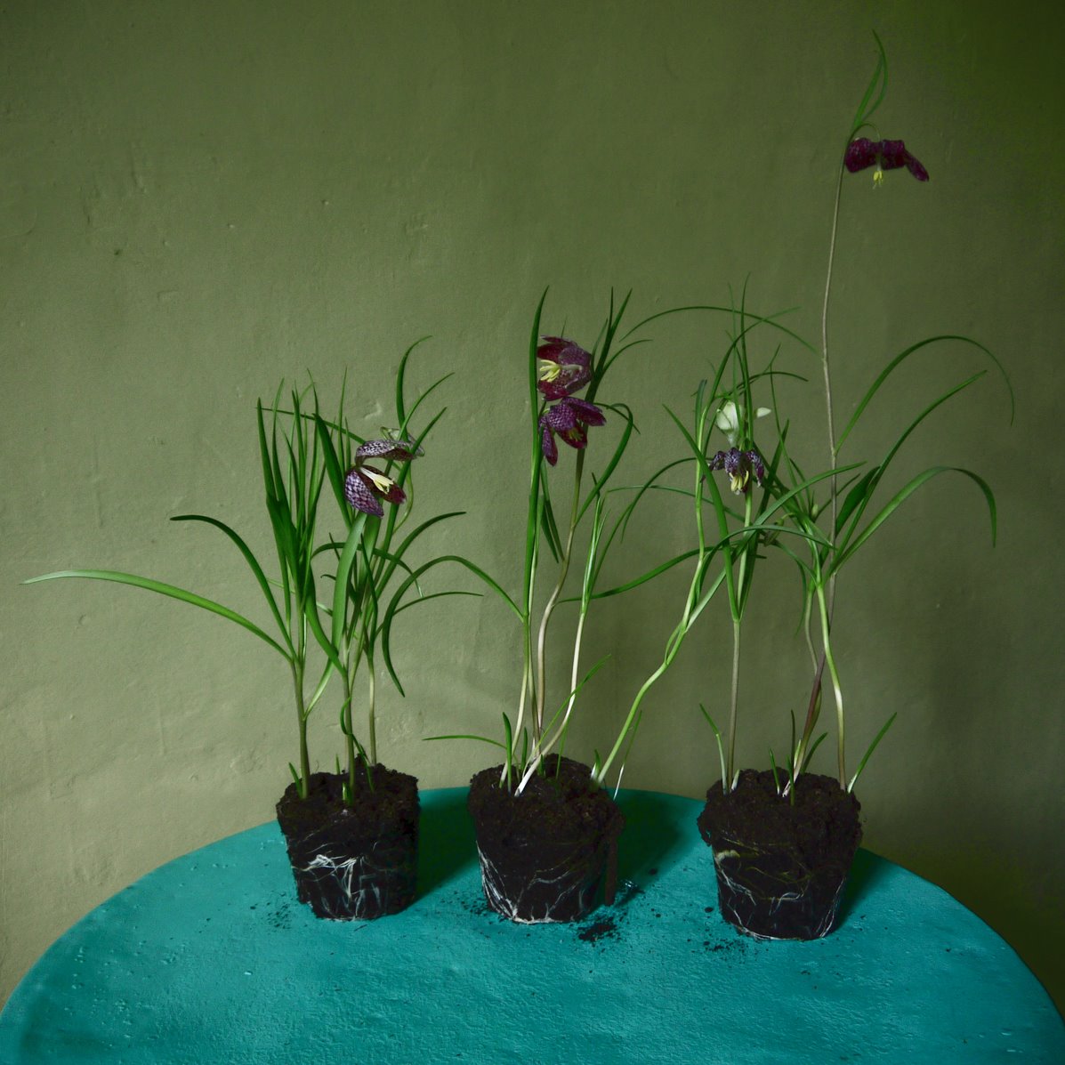 Myriam Balaÿ @myriambalay - Fritillary - The Green Gallery n°3 - Flowers_Muse - Trendstory