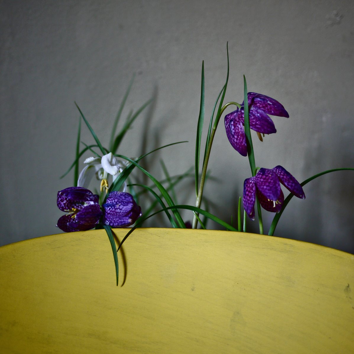 Myriam Balaÿ @myriambalay - Fritillary - The Green Gallery n°3 - Flowers_Muse - Trendstory