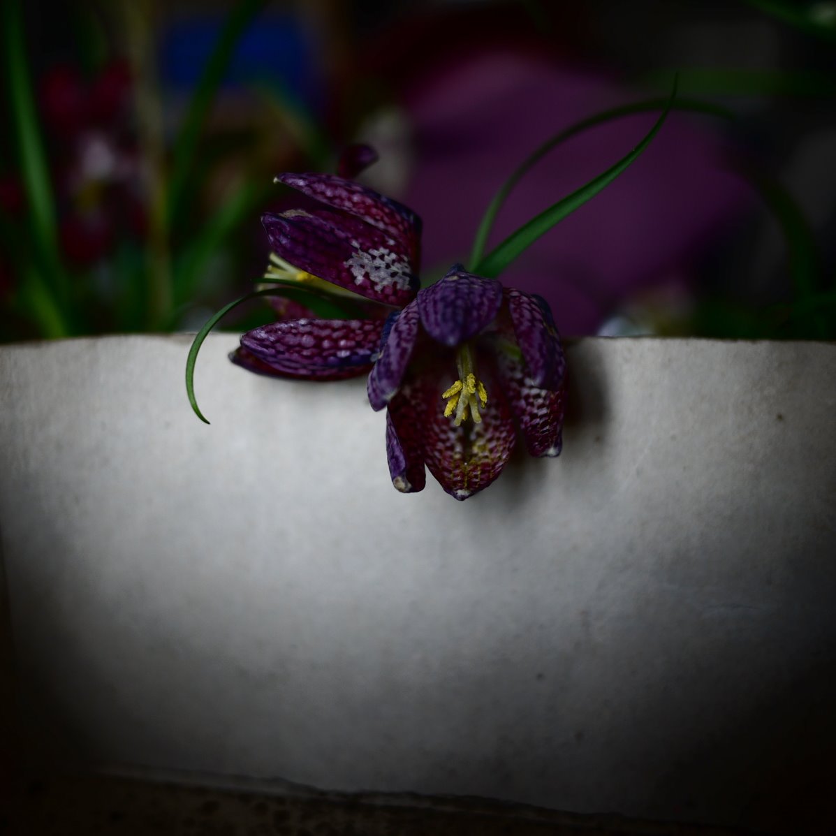 Myriam Balaÿ @myriambalay - Fritillary - The Green Gallery n°3 - Flowers_Muse - Trendstory