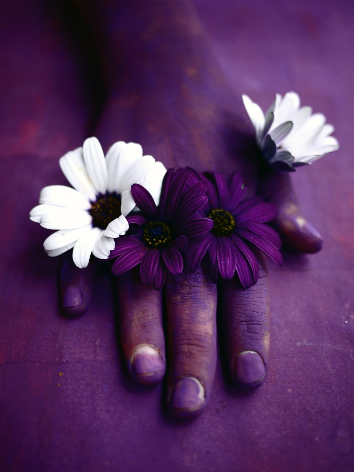 Myriam Balaÿ @myriambalay - Purple - The Green Gallery n°4 - Plants - Trendstory