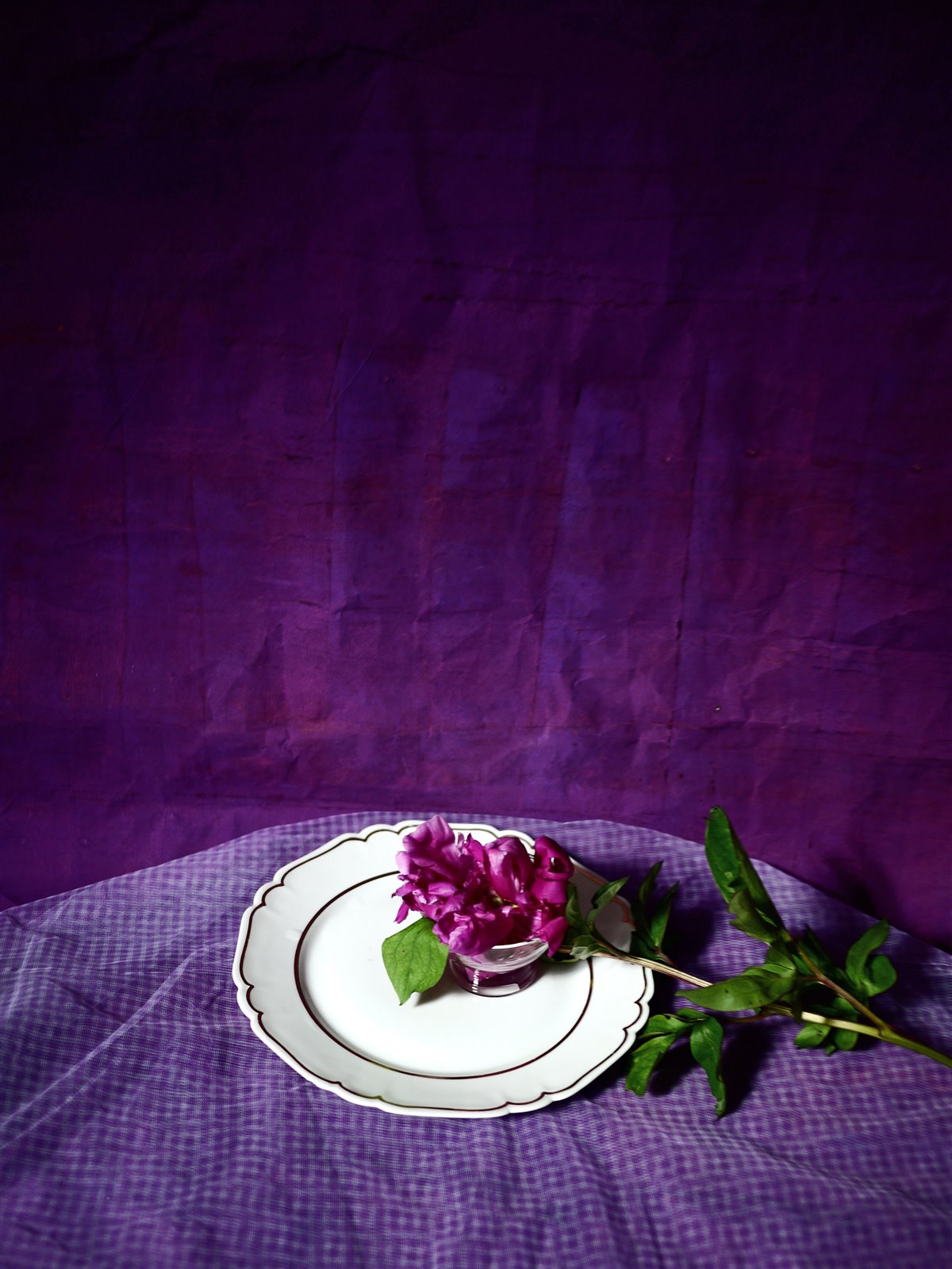 Myriam Balaÿ @myriambalay - Purple - The Green Gallery n°4 - Plants - Trendstory