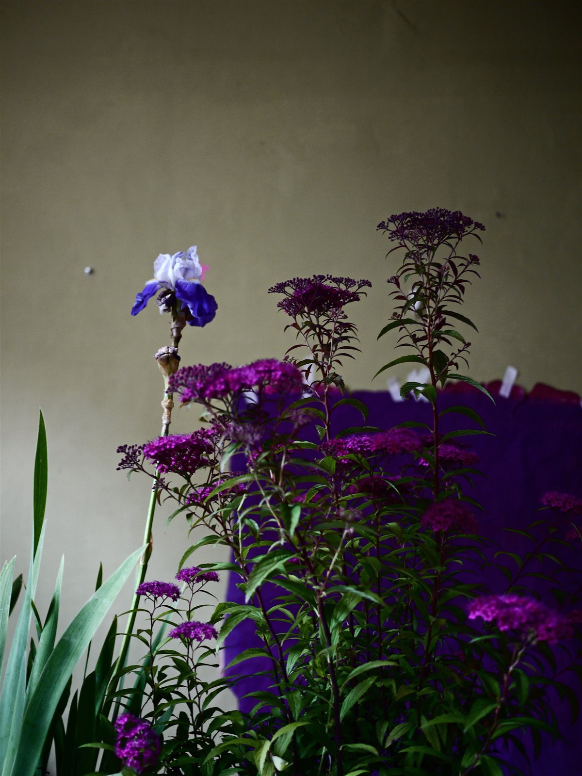 Myriam Balaÿ @myriambalay - Purple - The Green Gallery n°4 - Plants - Trendstory