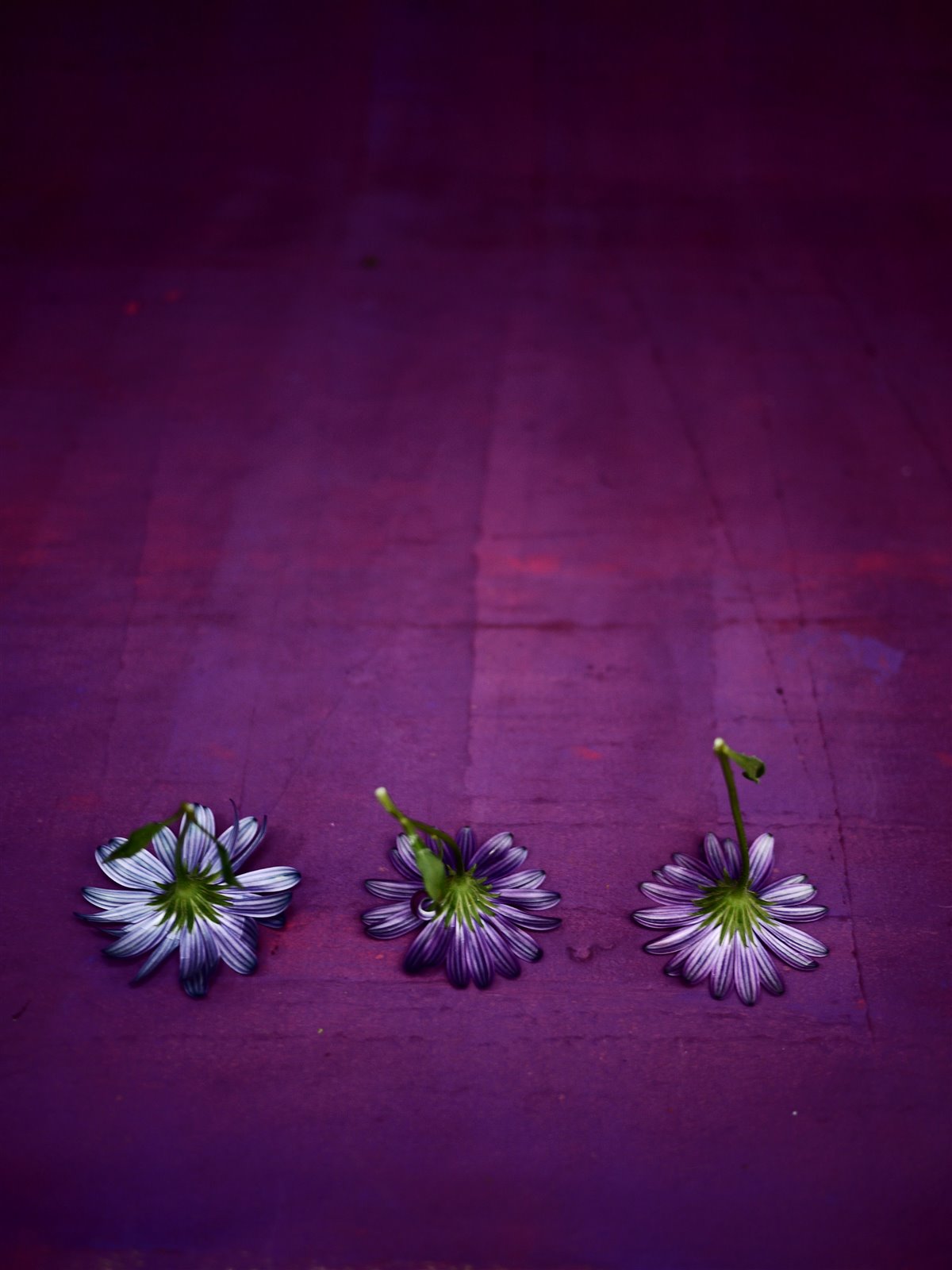 Myriam Balaÿ @myriambalay - Purple - The Green Gallery n°4 - Plants - Trendstory